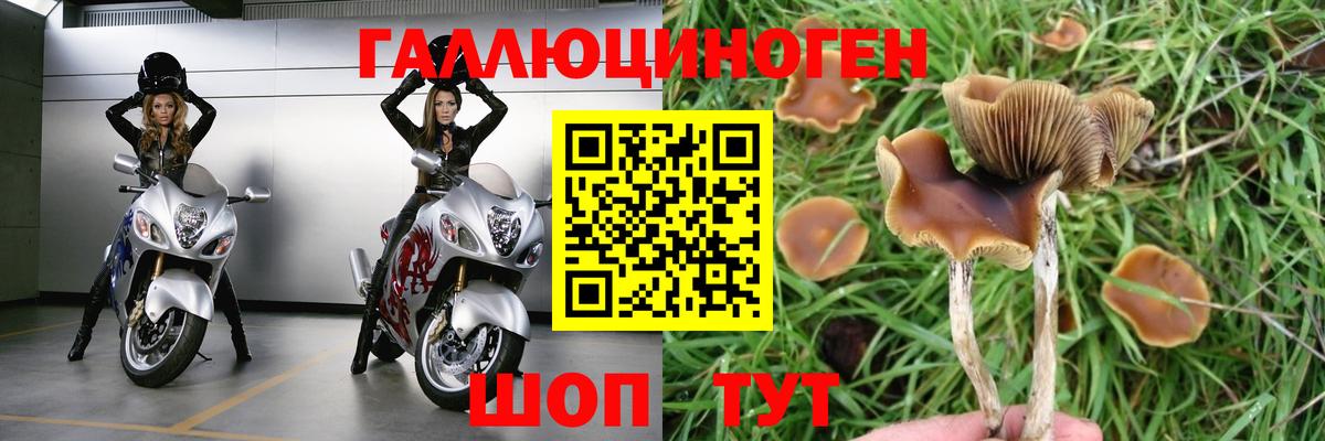 Галлюциногенные грибы GOLDEN TEACHER  Вход с VPN  Железногорск 